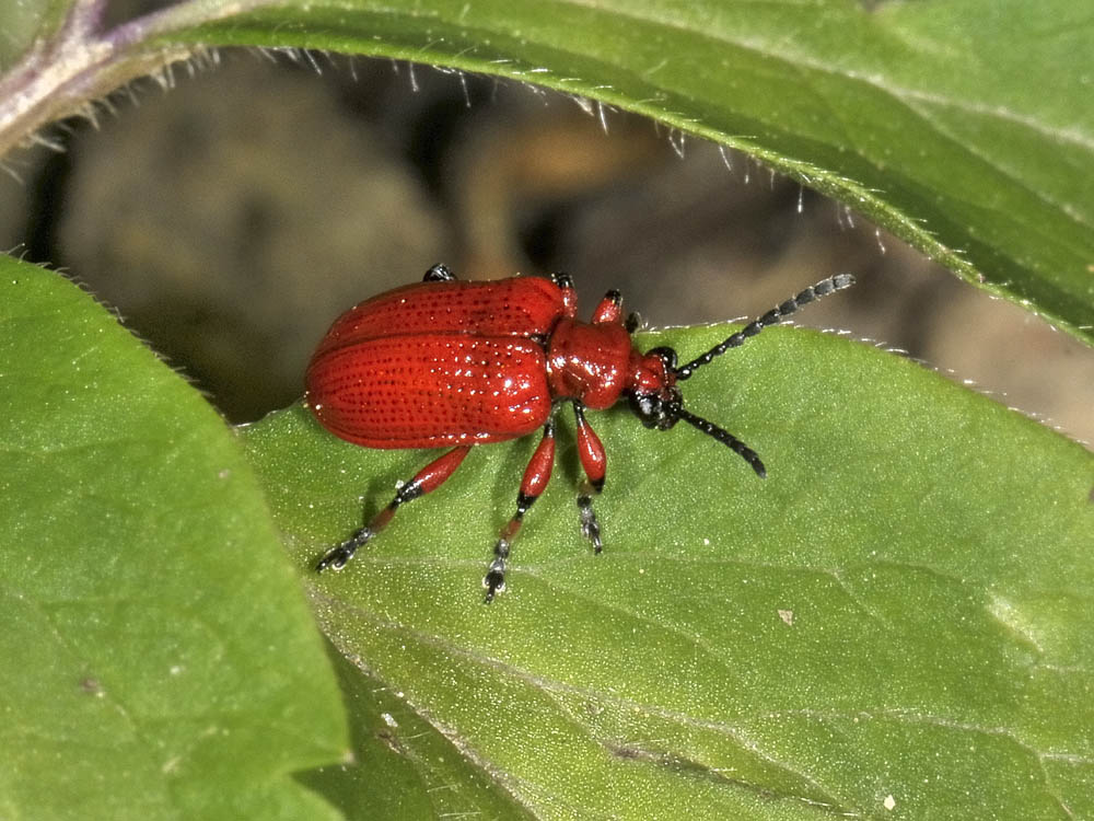 Lilioceris merdigera (Chrysomelidae)